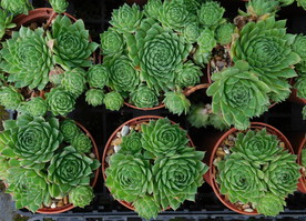 Sempervivum  'Bernstein'